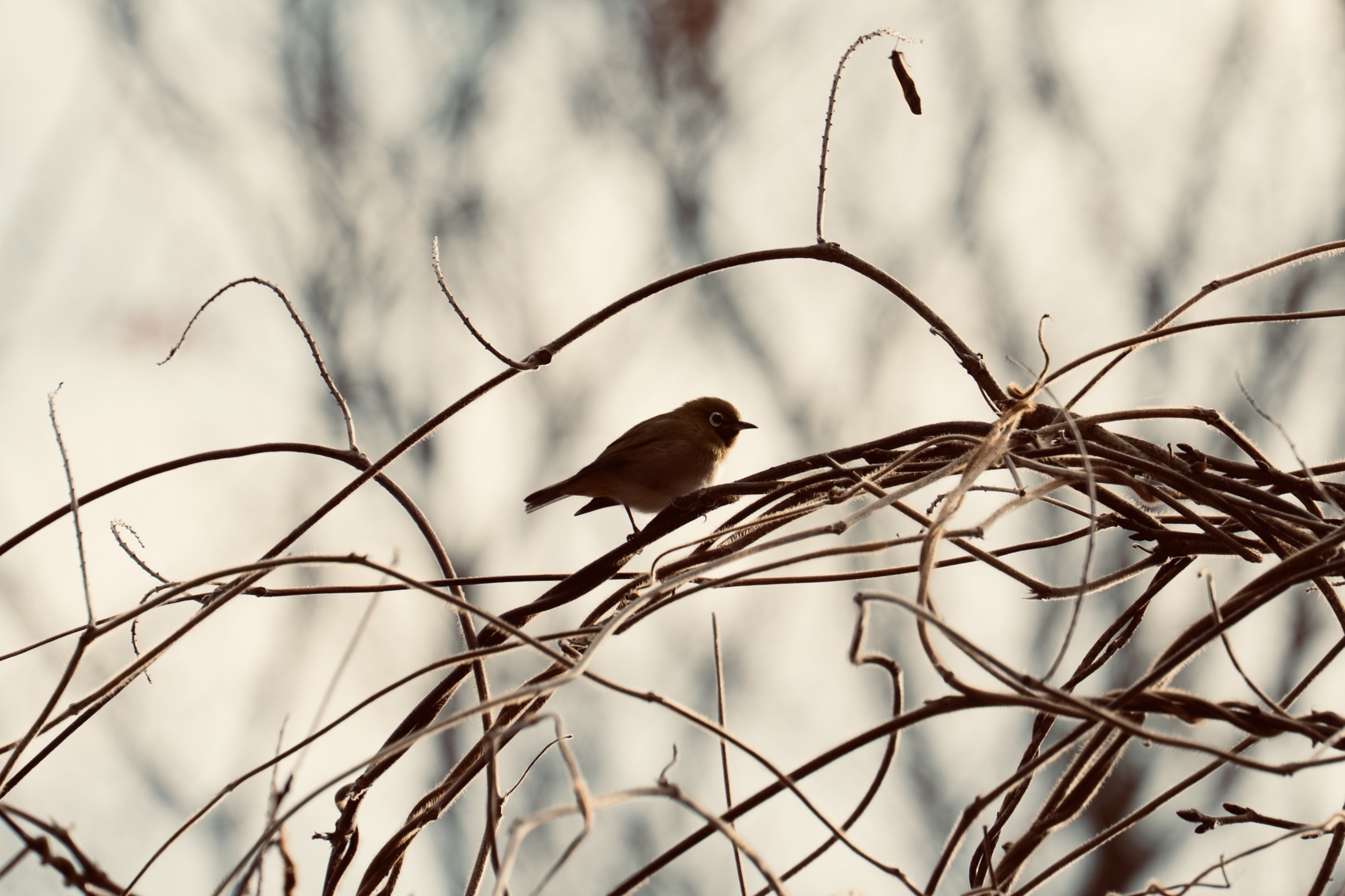 Bird Silhouette